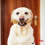 Lemon Squeezer for Juicing and Cooking Needs