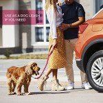 Adjustable Headrest Dog Car Seat Belt - 2 Pack