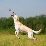 Durable Interactive Chew Toys for Aggressive Dogs