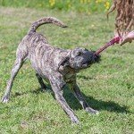 WondaBaa Bungee Tug Toy for Interactive Dog Play