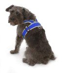 Adjustable Nylon Step-in Dog Harness for All Sizes