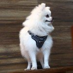 Suredoo No-Pull Dog Harness for All Sizes