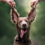 Gentle Ear Wipes for Dogs & Cats - 50 Count