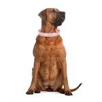 Cute Rhinestone Puppy Collar for Cats and Small Dogs