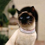 Cute Rhinestone Puppy Collar for Cats and Small Dogs
