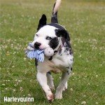 Plush Crinkle Butterfly Dog Toy with Squeaker