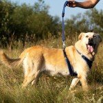 Padded Blue Dog Lead - 25mm x 55cm