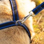 Padded Blue Dog Lead - 25mm x 55cm