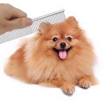 GEMEK 4-Piece Pet Grooming Scissors Set