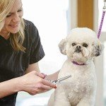 GEMEK 4-Piece Pet Grooming Scissors Set