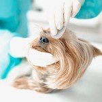 Eye Envy Tear Stain Wipes for Dogs - 60 Count