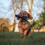 Fenrir 9-Inch Dog Training Bite Pillow for Puppies