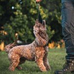 Fenrir 9-Inch Dog Training Bite Pillow for Puppies