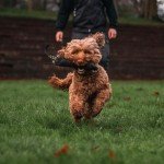 Fenrir 9-Inch Dog Training Bite Pillow for Puppies