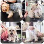 Portable 32'' Dog Grooming Table with Adjustable Arm