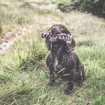 Realistic Game Bird Dog Training Dummy - 100g