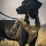 Adjustable Tactical Dog Harness - Reflective & Breathable