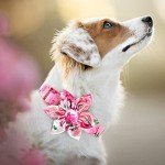 Personalized Pink Bow Tie Collar for Small Dogs