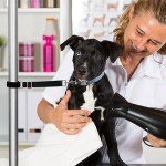 Adjustable 2-Pack Dog Grooming Straps