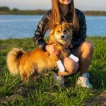 20 Pack Waterproof Dog Boots & Paw Protectors