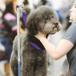 Adjustable Dog Grooming Loops - 2 Pack