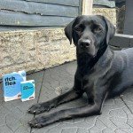 Large Dog Flea, Tick & Wormer Treatment Bundle