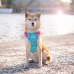 Adjustable No-Pull Dog Harness with Reflective Colors