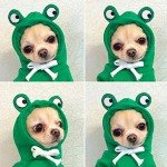 Cute Frog Costume Hoodie for Dogs and Cats