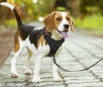 PoyPet Reflective No-Pull Harness for Medium Dogs