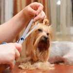 4-in-1 Professional Dog Grooming Scissors Kit