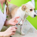 4-in-1 Professional Dog Grooming Scissors Kit