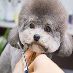 4-in-1 Professional Dog Grooming Scissors Kit