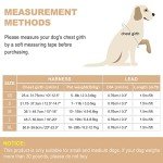 Padded No-Pull Dog Harness and Lead Set