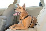 PetSafe 3-in-1 Adjustable Dog Harness & Restraint