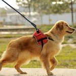 Candure 5FT Reflective Dog Leash with Padded Handle