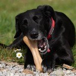 Petface Planet Friendly Dog Bone Toy