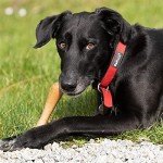 Petface Planet Friendly Dog Bone Toy