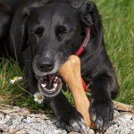 Petface Planet Friendly Dog Bone Toy