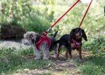 Ancol Viva Padded Snap Dog Lead - Red