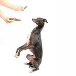 Gourmet Beef Liver & Chicken Dog Treats 1kg