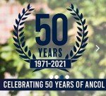 Ancol Timberwolf Leather Sable Dog Collar 35-43 cm