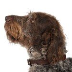 Ancol Timberwolf Leather Sable Dog Collar 35-43 cm