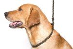 Olive Green Deluxe Slip Lead for Dogs