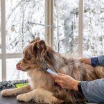 Double-Sided Dog Brush for Shedding and Tangles
