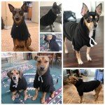 BINGPET Dog Hoodie - Cozy Pullover for All Sizes