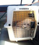 Petmate Ultra Vari Dog Kennel for Small Dogs