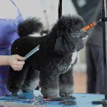 Adjustable Dog Grooming Arm Extension Straps