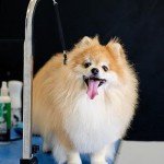 Adjustable Dog Grooming Arm Extension Straps