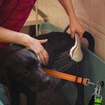 Adjustable Dog Grooming Arm Extension Straps