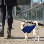 Cozy Blue Turtleneck Sweater for Small Dogs